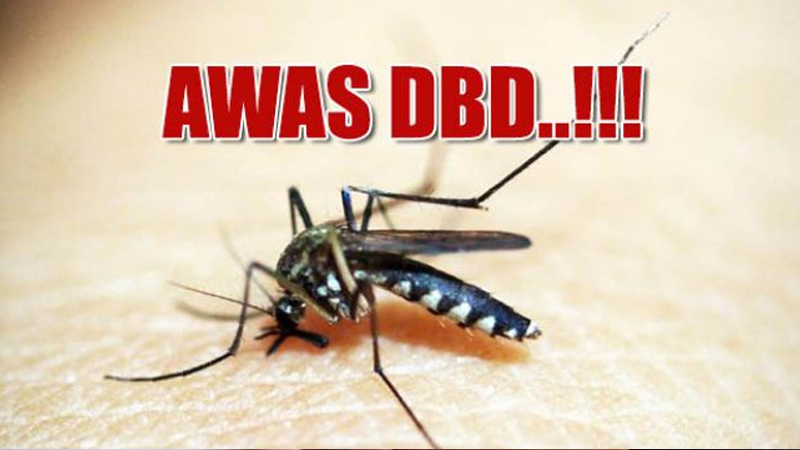 Waspada DBD Meningkat! Lakukan 3M Plus Ini untuk Perlindungan Maksimal  – PAFI Kota Singkawang
